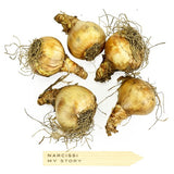 M&S Narcissi My Story