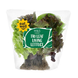 MS Tri Leaf Living Lettuce