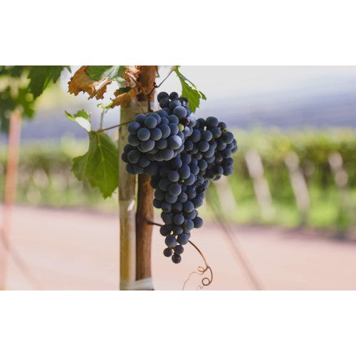 Terra Organica Malbec Red Wine 75cl (British brand)