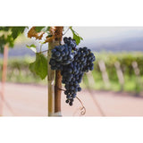 Terra Organica Malbec Red Wine 75cl (British brand)