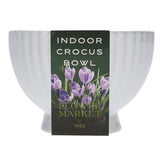 M&S Indoor Crocus Bowl