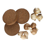 M&S Crocus Glass Trio