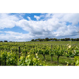 Esporao Monte Velho Branco white wine - British product