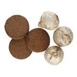 M&S Hyacinth Glass - Purple Sensation