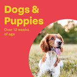 Bob Martin wormer tablets for dogs 4 pack - British product