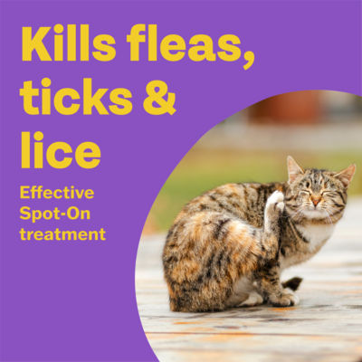 Bob Martin spot-on solution for cats and ferrets 2 pipettes - British product
