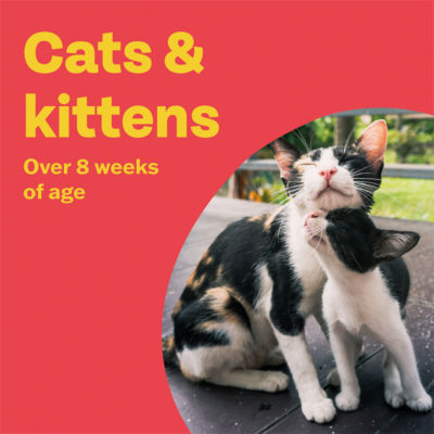 Bob Martin spot-on solution for cats and ferrets 2 pipettes - British product