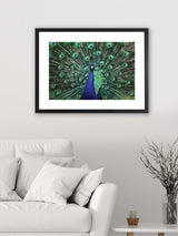 Next Brookpace Lascelles Blue Peacock Fan Artwork in Matt Black Frame - 76cm x 56cm- Buy online at McGrocer