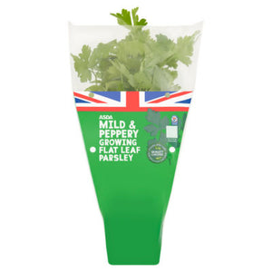 ASDA Mild & Peppery Flat Leaf Parsley Growing Plant