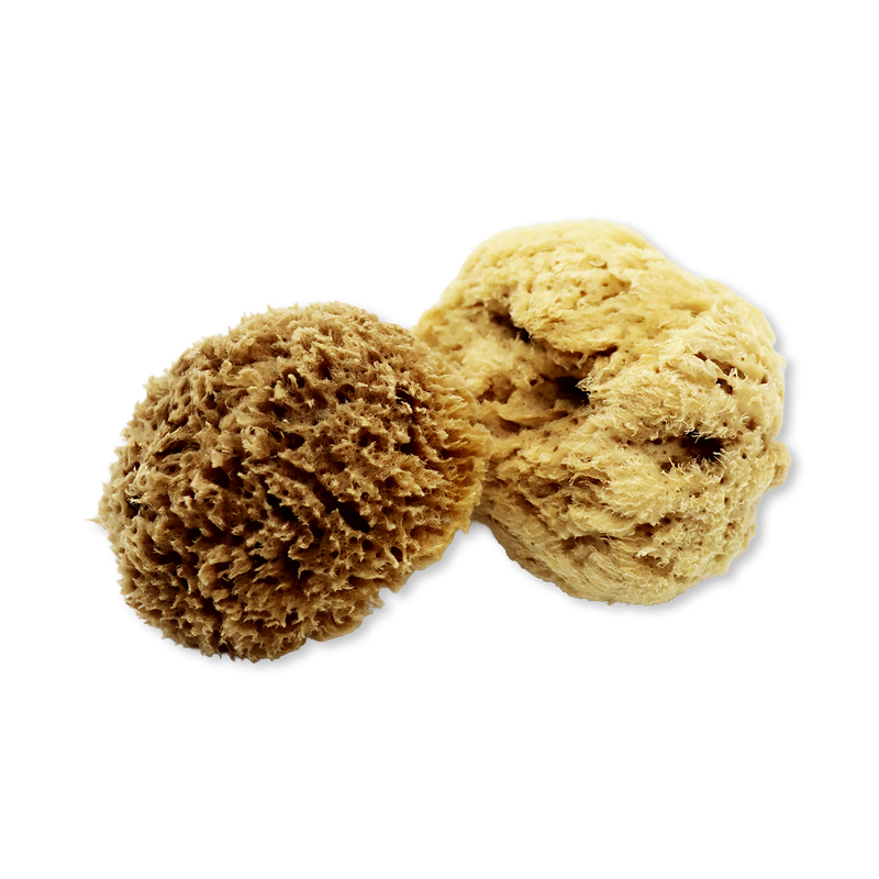 SpongeBox deep sea pure natural sponge 5.5 inches (British brand)