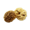 SpongeBox deep sea pure natural sponge 5.5 inches (British brand)