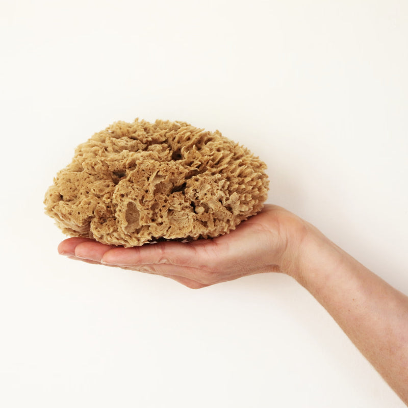 SpongeBox deep sea pure natural sponge 5.5 inches (British brand)