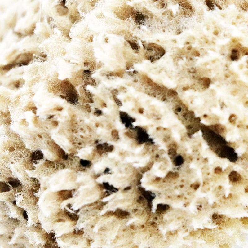 SpongeBox deep sea pure natural sponge 5.5 inches (British brand)