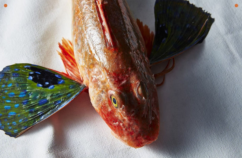 Cookbook Take One Fish by Josh Niland, UK version