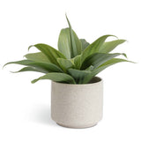 Habitat artificial aloe plant in reactive glazed pot 30.5cm (British brand)
