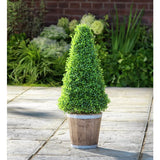 Sainsbury's faux cone tree in lime-washed pot 74cm (British brand)