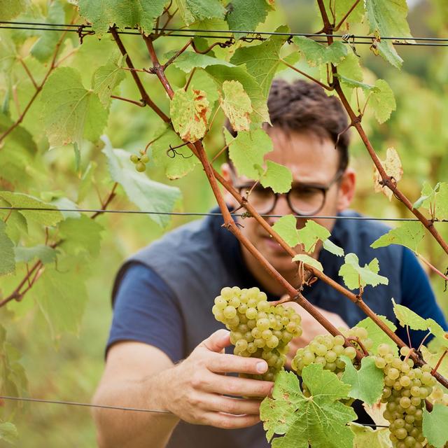 The Uncommon English White Wine Spritzer Multipack 4 x 250ml GOODS M&S