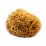 Holland & Barrett SpongeBox Honeycomb Luxe Natural Body & Bath Sea Sponge 5-5.5 Inches- Buy online at McGrocer