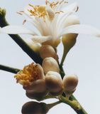 Jo Malone London Orange Blossom Candle 200g, UK version