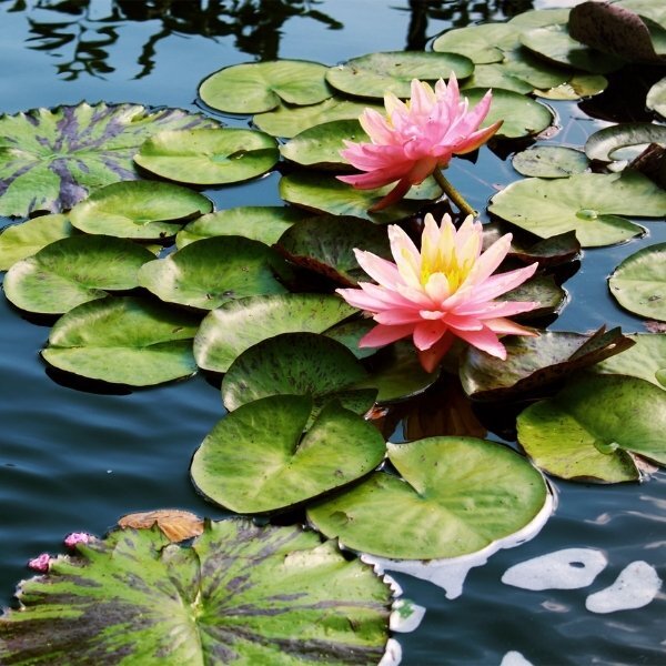Durance Perfumed Soap Delicate Water Lily 125g - British product