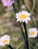 LED daisy pathfinder lights set of 5 (British brand)