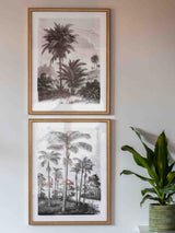 Next Gallery Home Multicoloured Botanical Etchings Framed Art Set of 2- Buy online at McGrocer