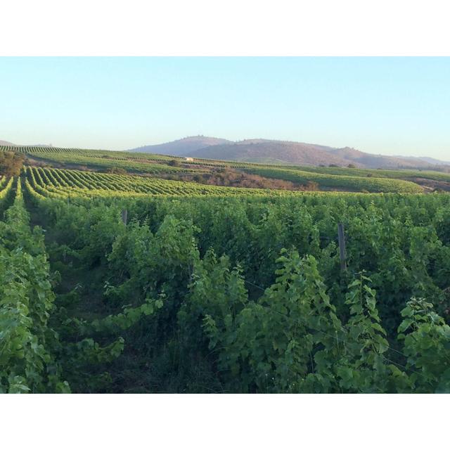 Terra Organica Sauvignon Blanc   75cl GOODS M&S