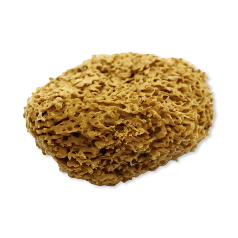 SpongeBox Honeycomb Luxe sea sponge 6-6.5 Inches - British product