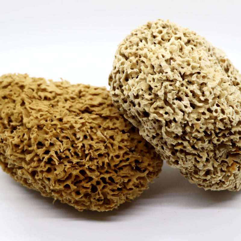 SpongeBox Honeycomb Luxe sea sponge 6-6.5 Inches - British product