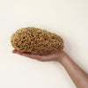 SpongeBox Honeycomb Luxe sea sponge 6-6.5 Inches - British product