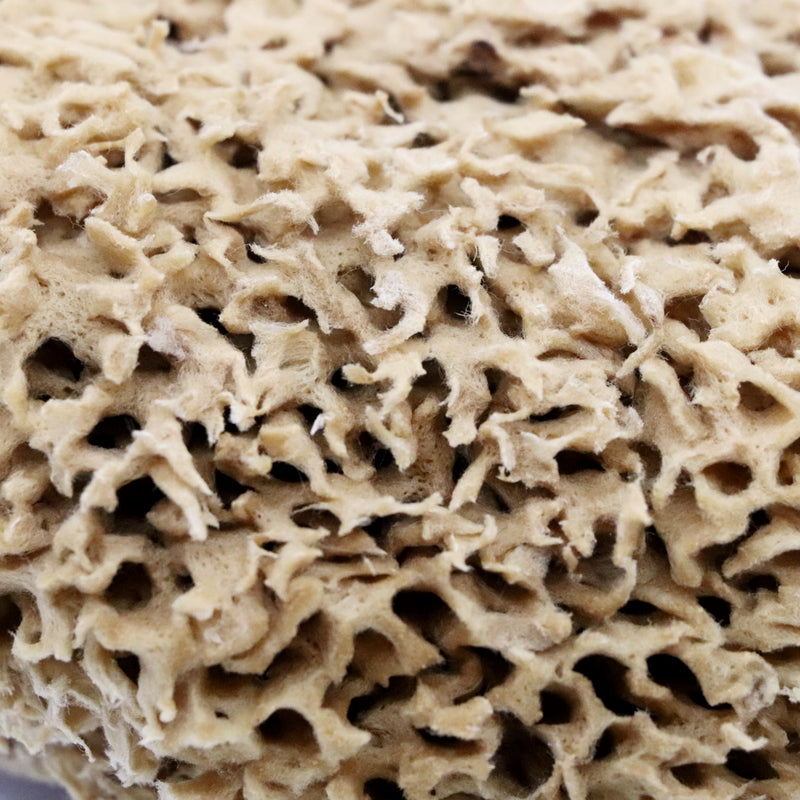 SpongeBox Honeycomb Luxe sea sponge 6-6.5 Inches - British product