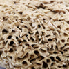 SpongeBox Honeycomb Luxe sea sponge 6-6.5 Inches - British product