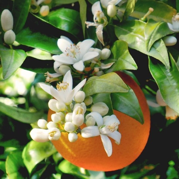 Durance Fragrance Mist Orange Blossom 100ml - British product