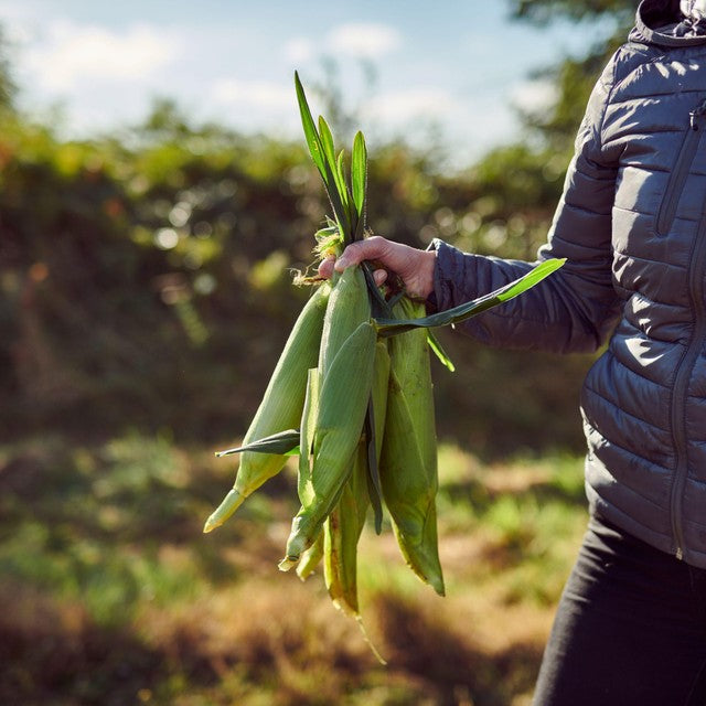 Ocado sweetcorn cobettes family pack, imported from the UK