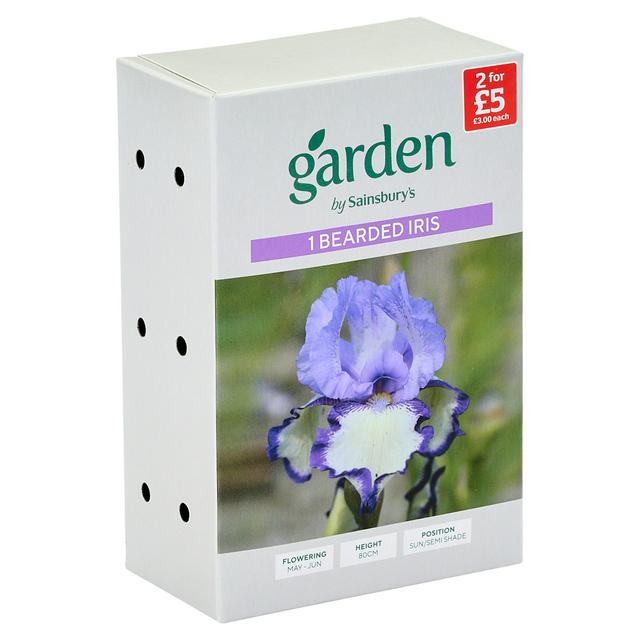 Sainsburys Iris Germanica Chinkianq