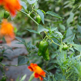 Natoora Padron peppers 130g, imported from the UK