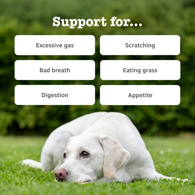 Zesty Paws dog chews probiotic pumpkin flavour - British product