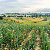 Natoora Large Spanish Garlic Bulbs, imported from the UK
