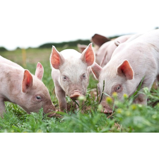 Packington Free Range Pork Leg Joint Half Boneless