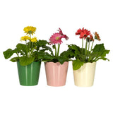 Sainsburys Gerbera Ceramic Coveris
