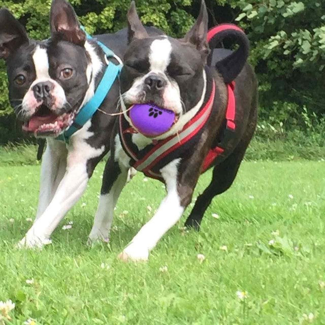 SportsPET High Bounce Multi-Colour Dog Ball Toy 6cm (British brand)