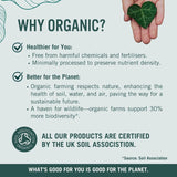 Green Origins organic super mushroom blend powder 100g, UK version