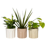 The Floral Collection Mini Foliage in Ceramic