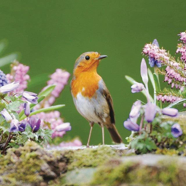 Woodmansterne RSPB Robin blank card 16cm x 16cm, imported from the UK