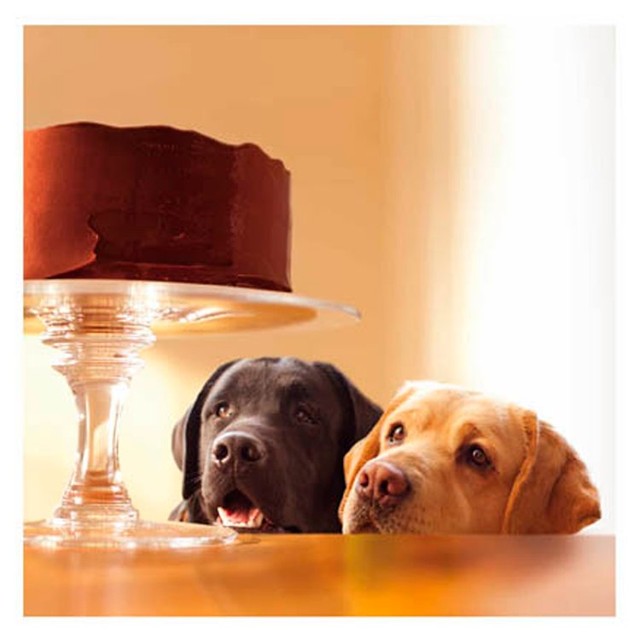 Woodmansterne Dogs & Cake blank card 173x167mm - British product