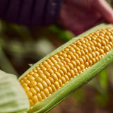 Ocado sweetcorn cobettes family pack, imported from the UK
