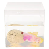 Rex London giant hatching fairy egg, imported from the UK