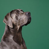 Marleybones Wet Dog Food - Lamb & Superfoods