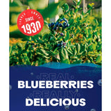 Ocean Spray blueberry juice drink 1L, imported from the UK