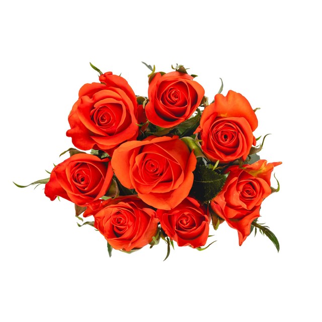 MM Flowers orange roses 8 stems 40cm, imported from the UK